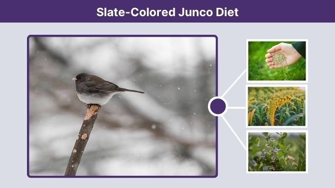 Slate-Colored Junco Diet