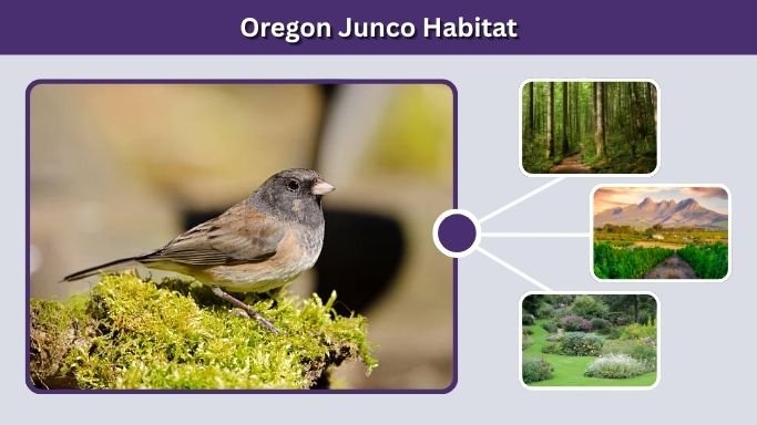 Oregon Junco Habitat