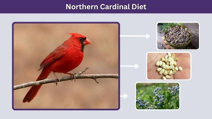 Northern Cardinal Diet