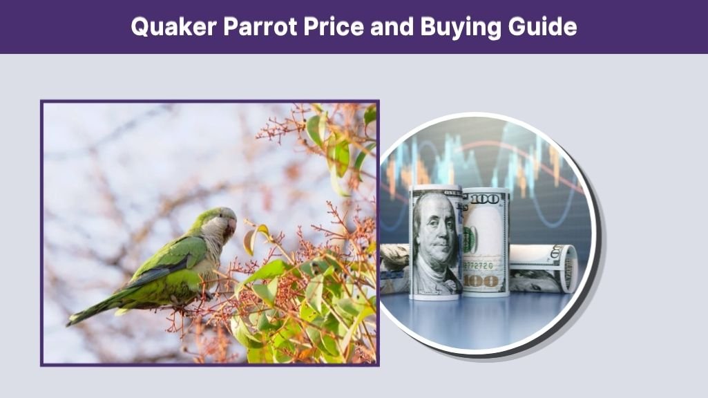 Quaker Parrot Price and Buying Guide