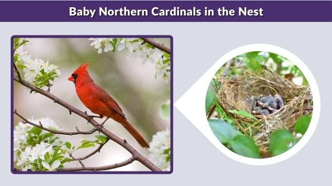 Baby Northern Cardinals in the Nest