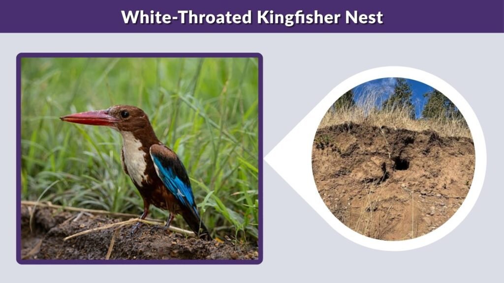 White-Throated Kingfisher Nest