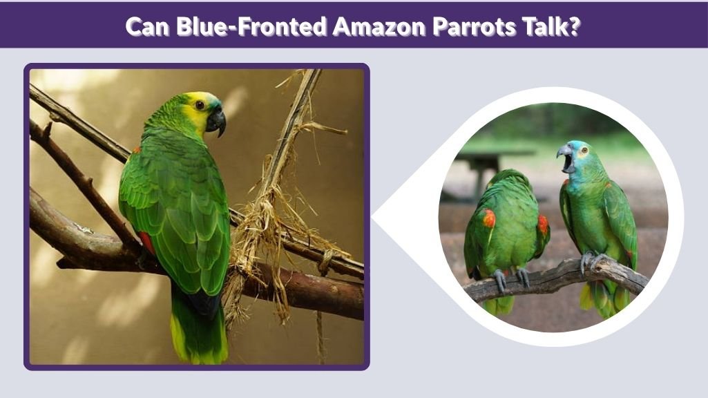 Can Blue-Fronted Amazon Parrots Talk?