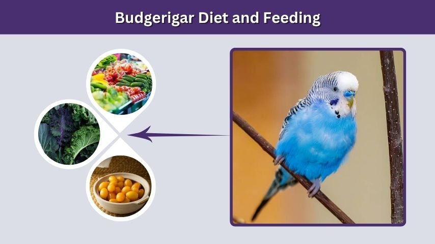 Budgerigar Diet and Feeding