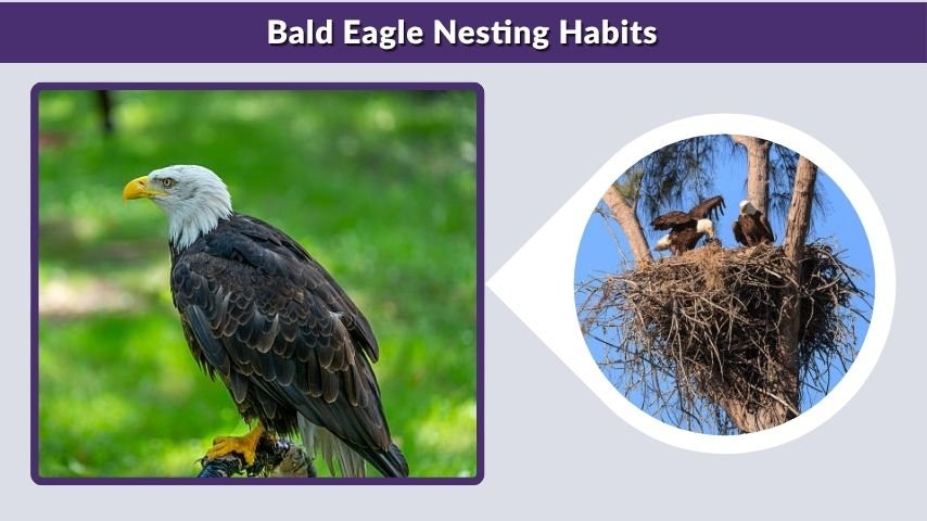 Bald Eagle Nesting Habits