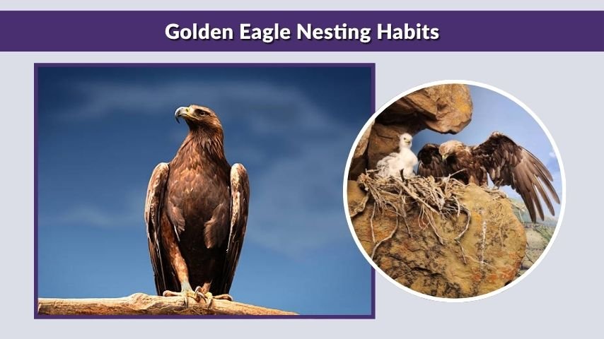 Golden Eagle Nesting Habits