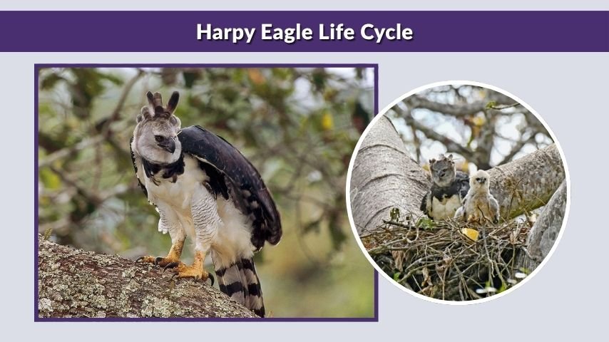 Harpy Eagle Life Cycle