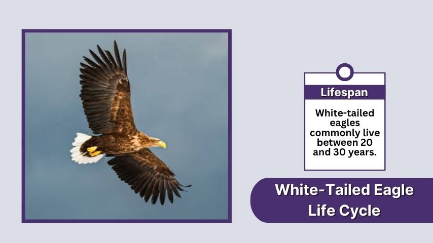 White-Tailed Eagle Life Cycle