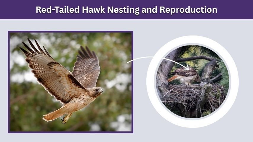 Red-Tailed Hawk Nesting and Reproduction