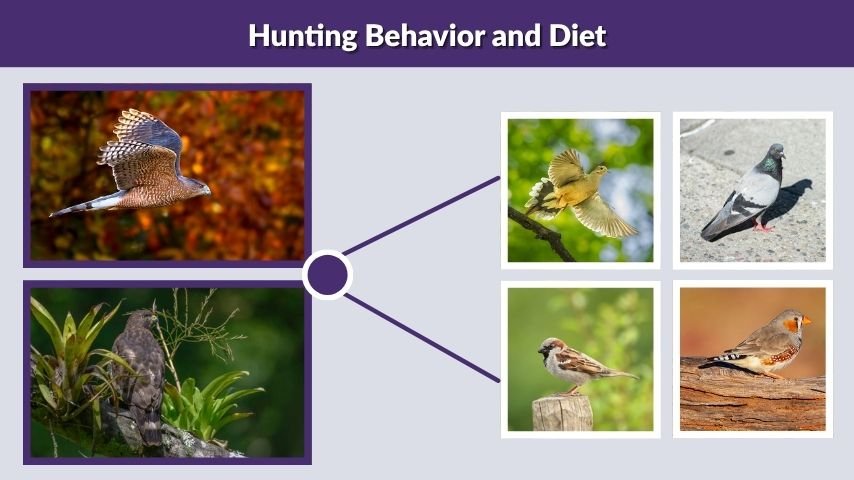 Hunting Behavior and Diet
