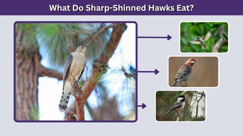 What Do Sharp-Shinned Hawks Eat?