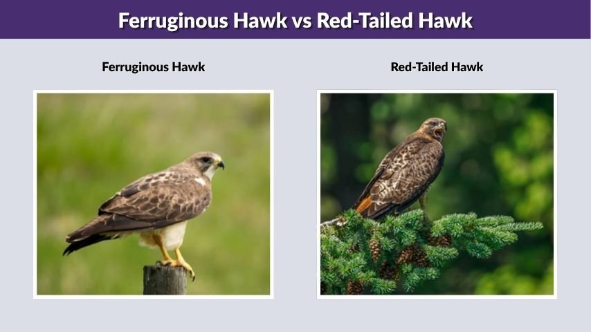 Ferruginous Hawk vs Red-Tailed Hawk