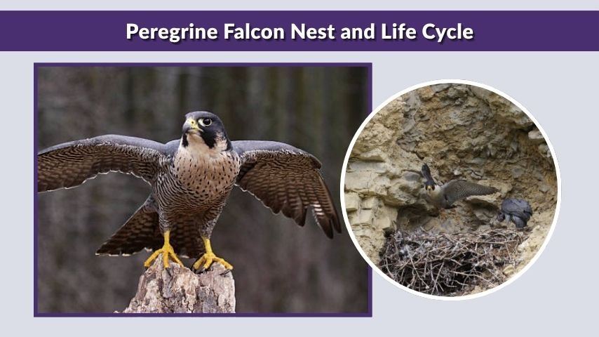 Peregrine Falcon Nest and Life Cycle