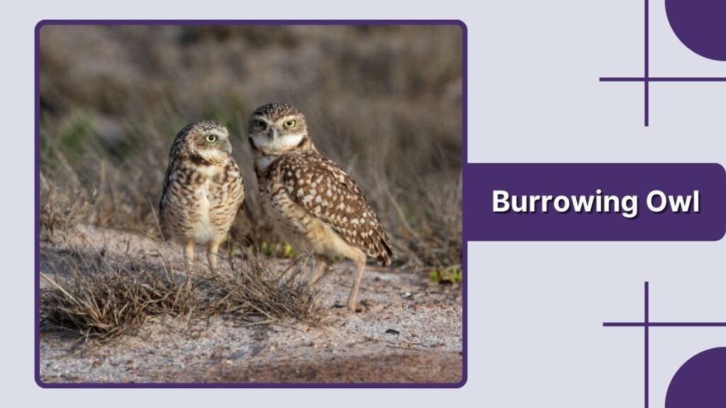 Burrowing Owl