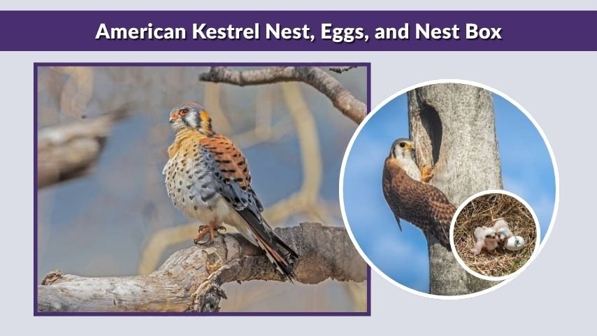 American Kestrel Nest, Eggs, and Nest Box