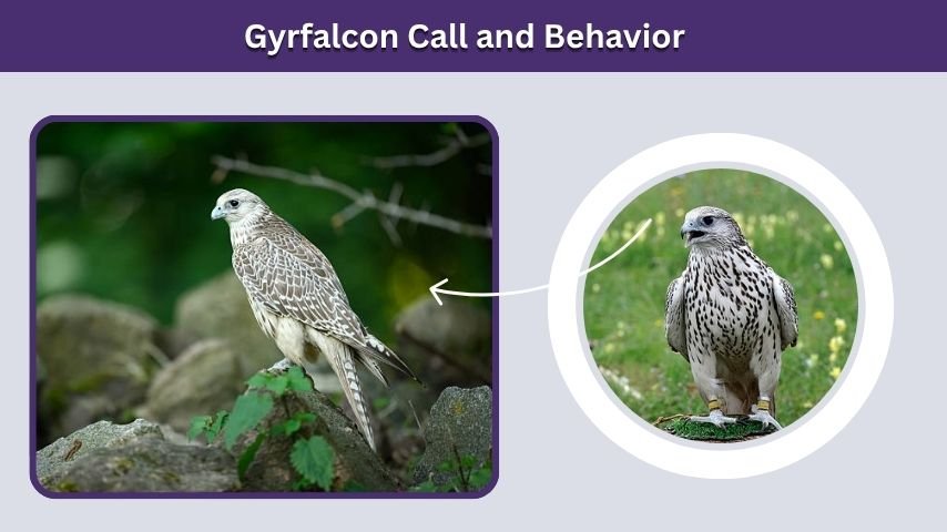 Gyrfalcon Call and Behavior