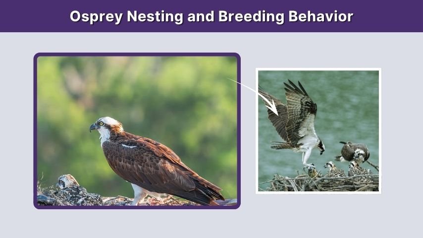 Osprey Nesting and Breeding Behavior