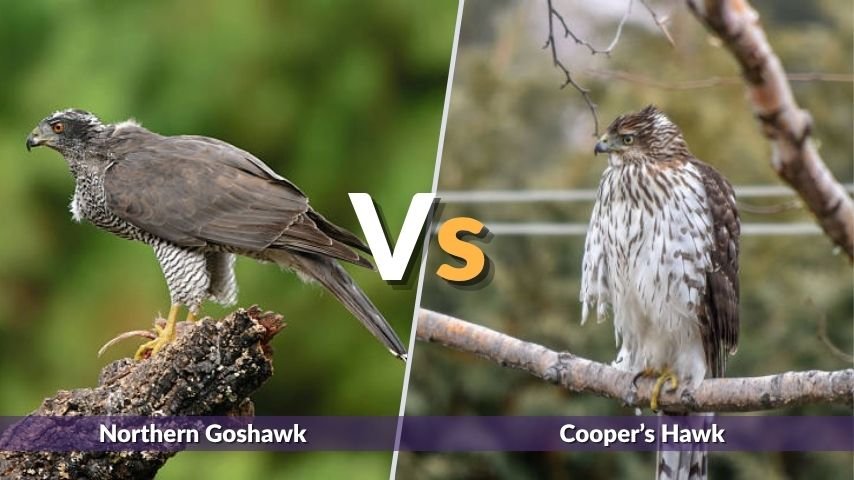Northern Goshawk vs Cooper’s Hawk