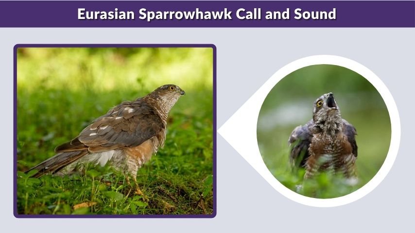 Eurasian Sparrowhawk Call and Sound