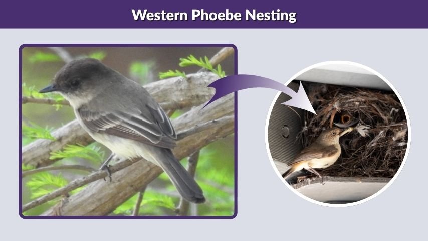 Western Phoebe Nesting