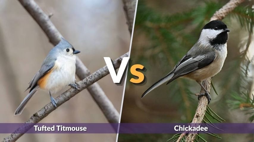 Tufted Titmouse vs Chickadee