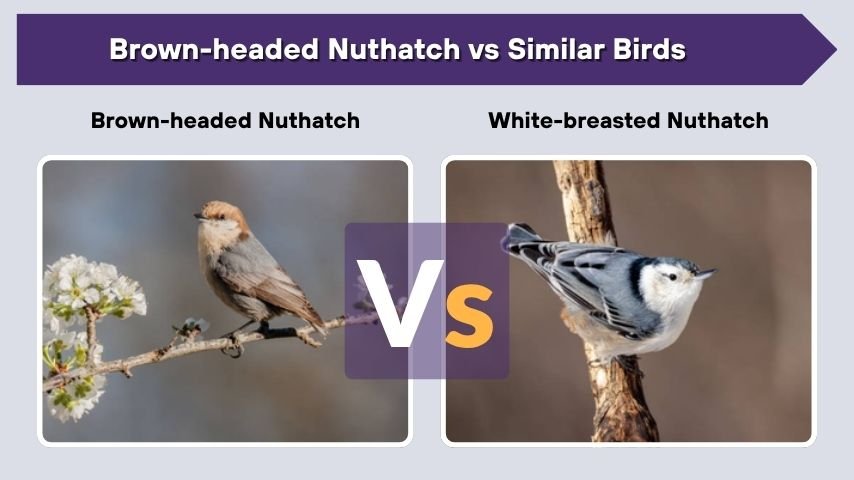 Brown-headed Nuthatch vs Similar Birds
