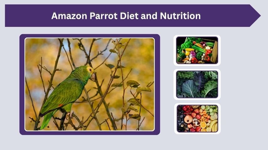 Amazon Parrot Diet and Nutrition