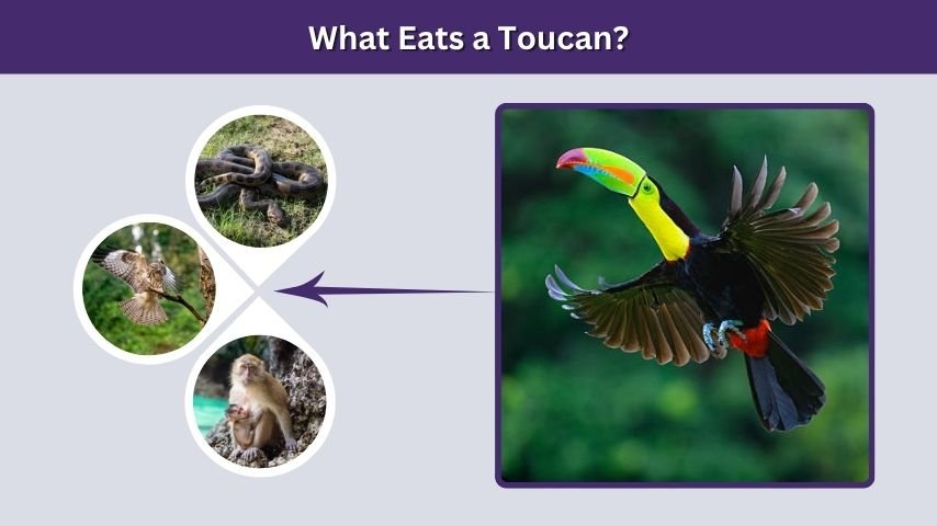 What Eats a Toucan?