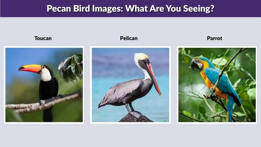 Pecan Bird Images: What Are You Seeing?