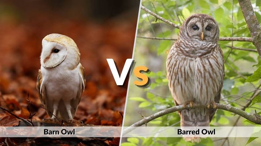 Barn Owl vs Barred Owl