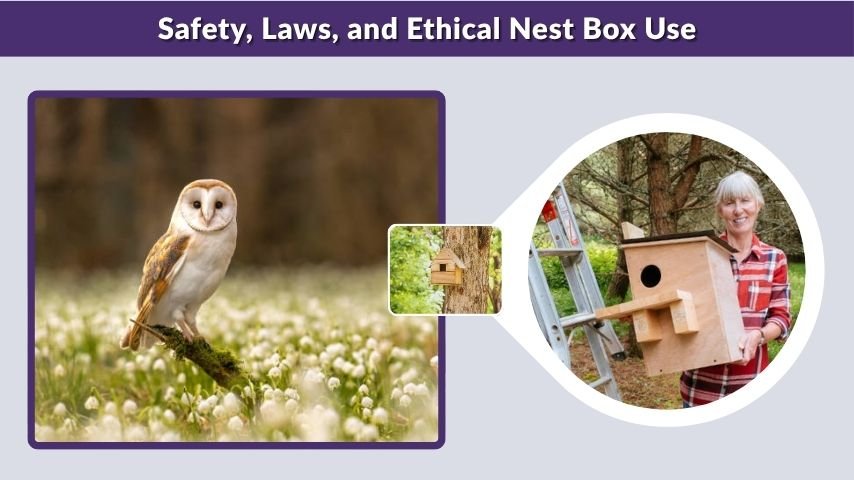 Safety, Laws, and Ethical Nest Box Use