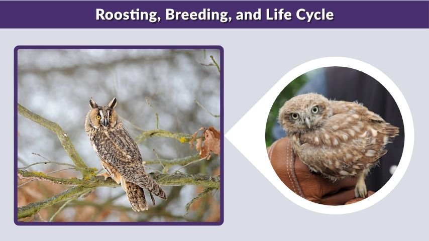 Roosting, Breeding, and Life Cycle