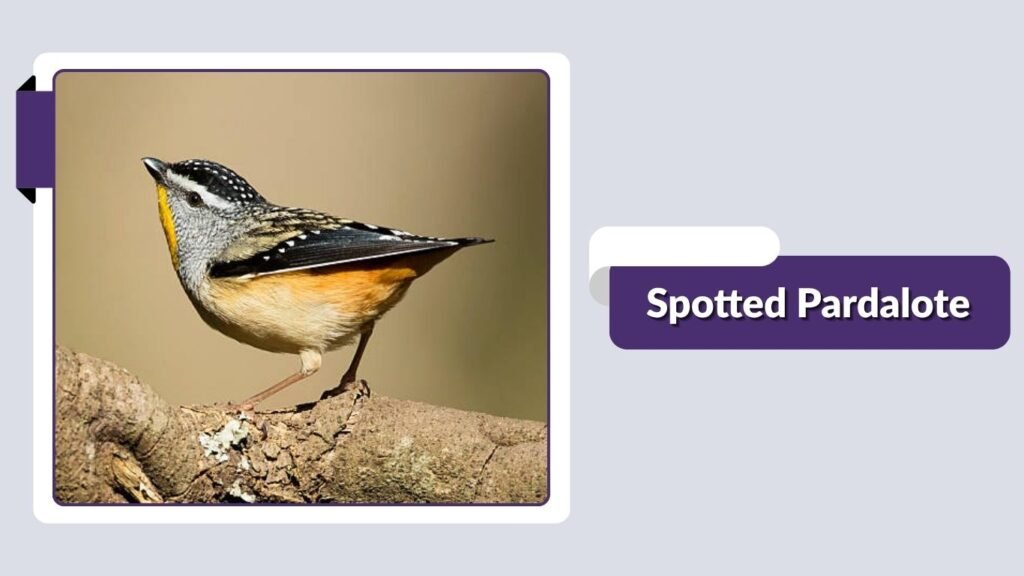Spotted Pardalote