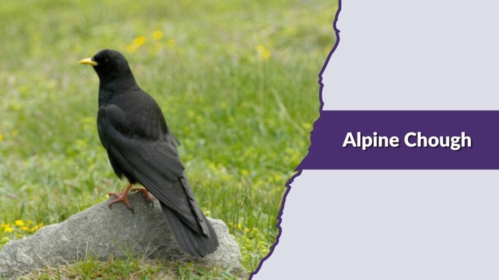 Alpine Chough