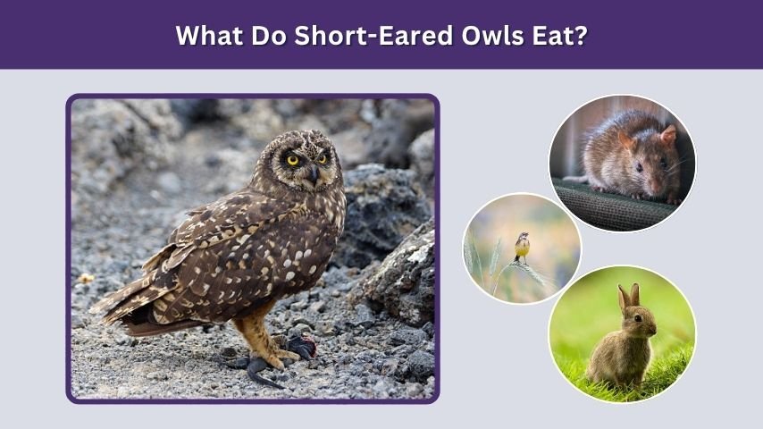 What Do Short-Eared Owls Eat?