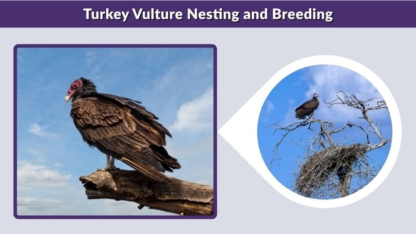 Turkey Vulture Nesting and Breeding