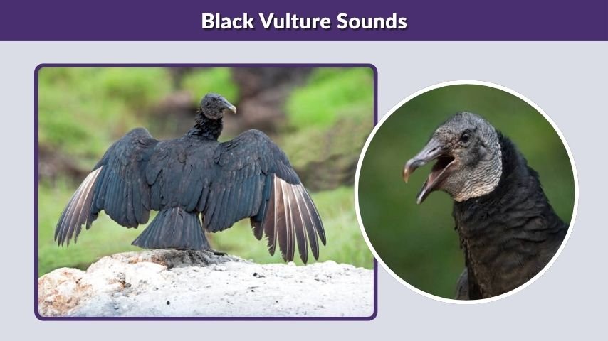 Black Vulture Sounds