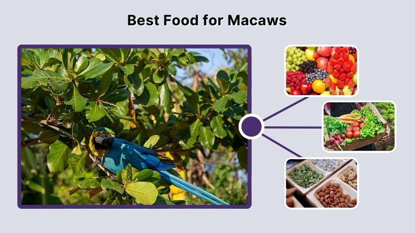Best Food for Macaws