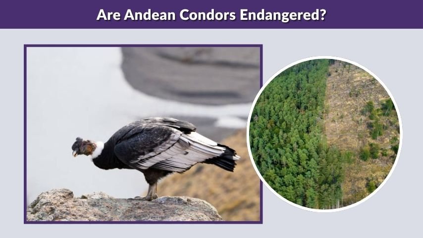 Are Andean Condors Endangered?