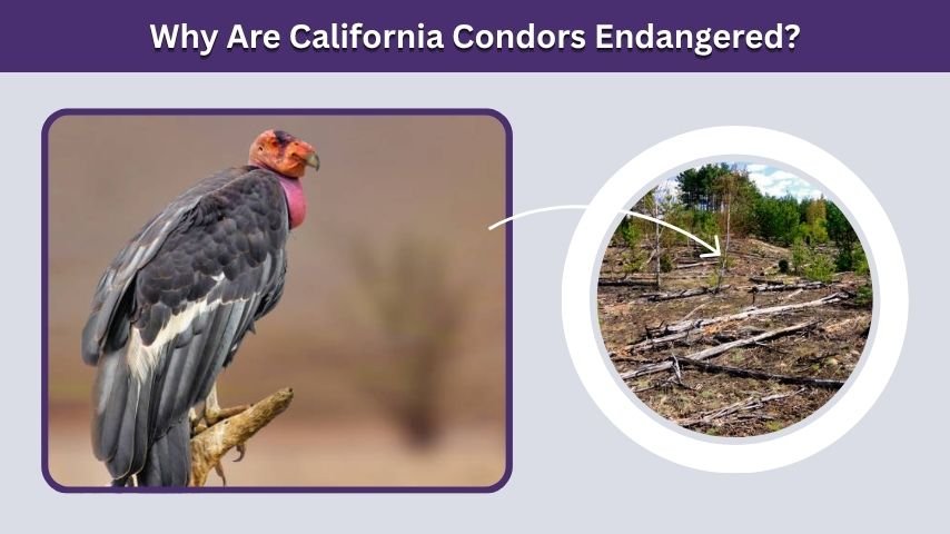 Why Are California Condors Endangered?