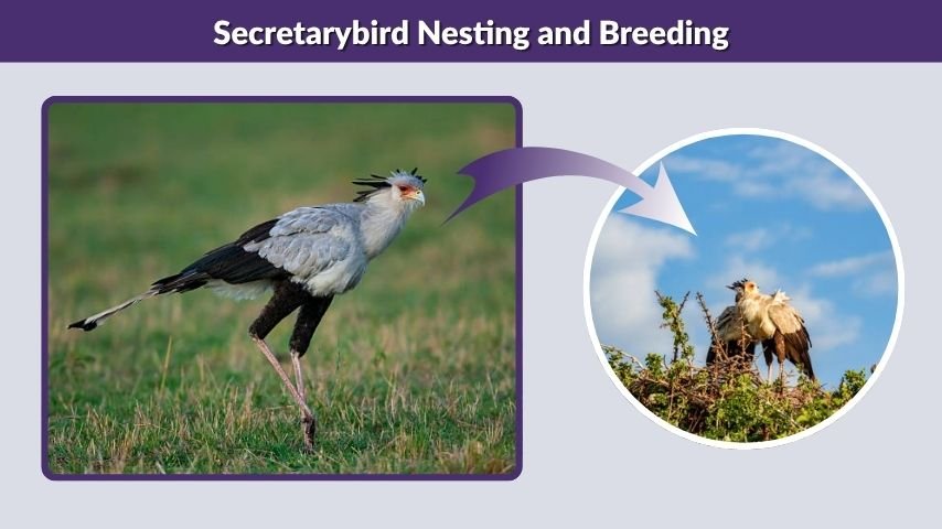 Secretarybird Nesting and Breeding