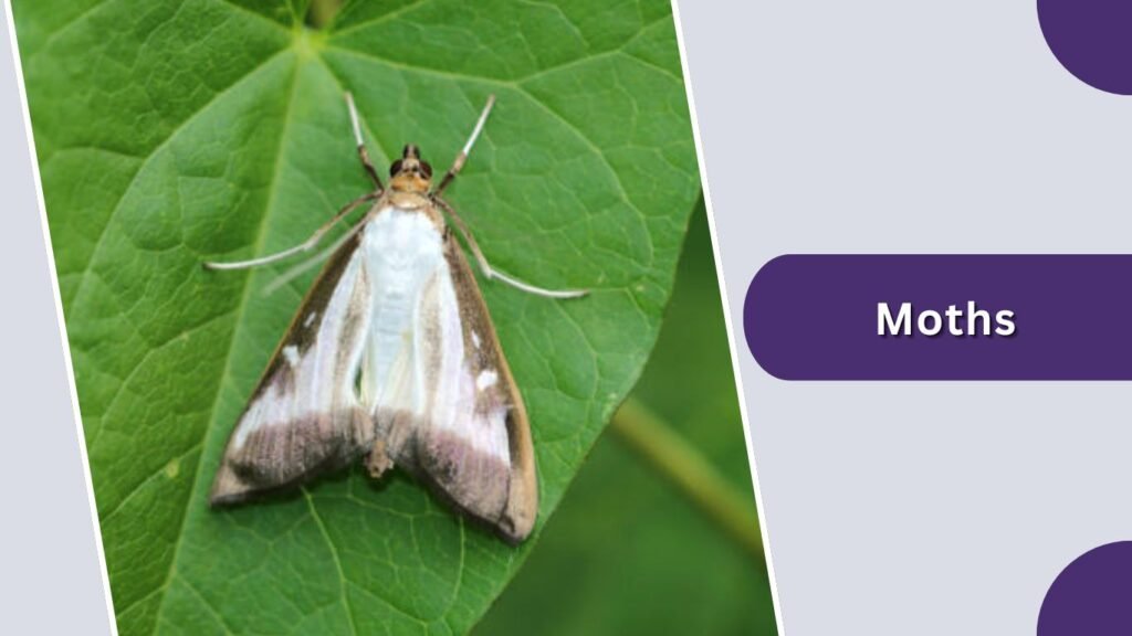 Moths, Crickets, Katydids, and Other Insects
