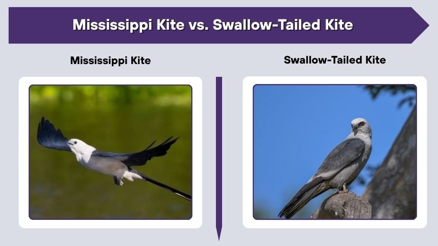 Mississippi Kite vs. Swallow-Tailed Kite