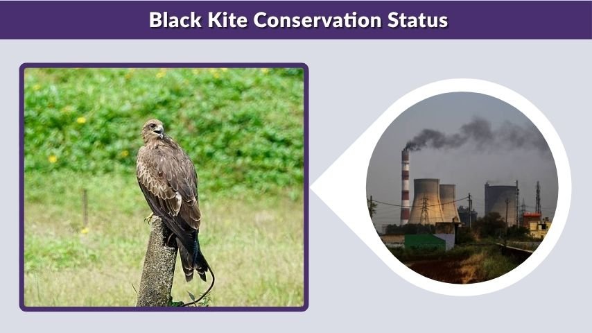 Black Kite Conservation Status