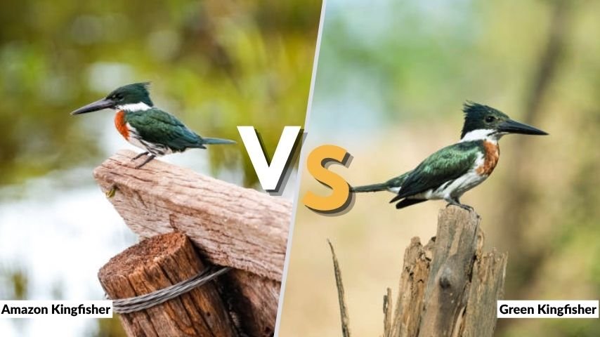 Amazon Kingfisher vs Green Kingfisher