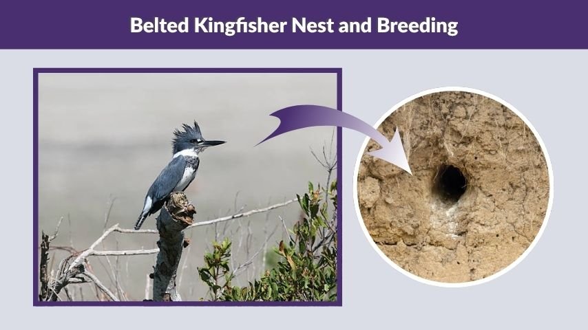 Belted Kingfisher Nest and Breeding