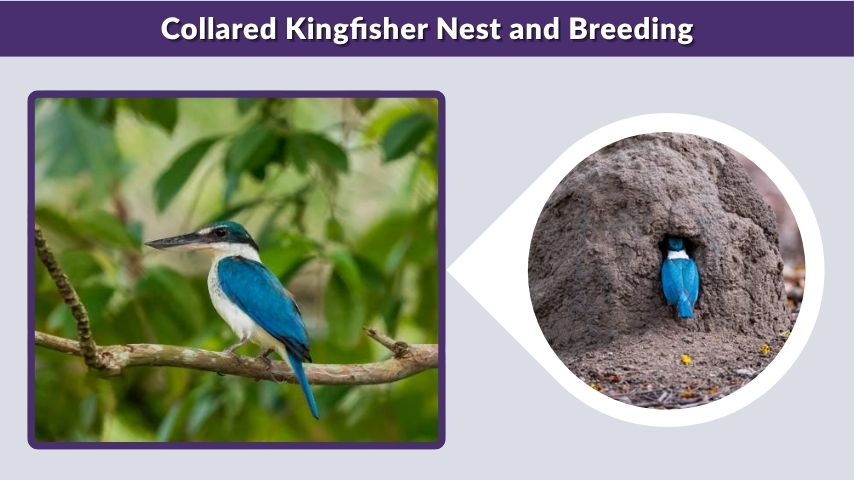 Collared Kingfisher Nest and Breeding