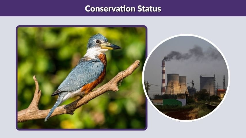 Conservation Status