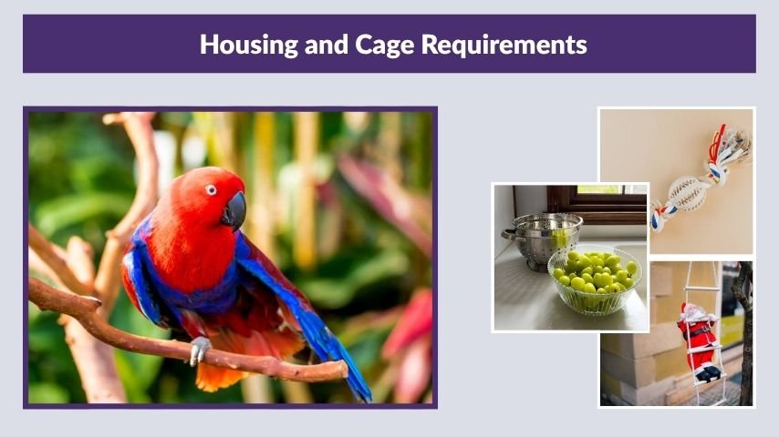 Housing and Cage Requirements