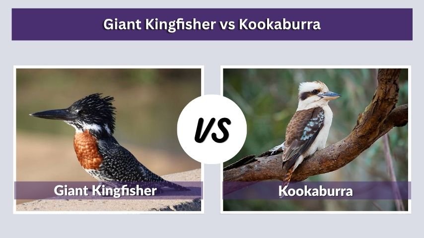 Giant Kingfisher vs Kookaburra